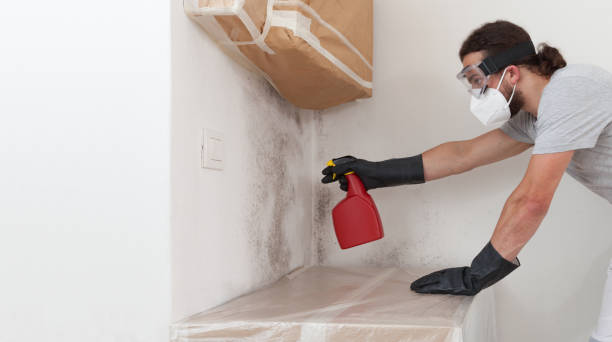 Professional Basement Mold Removal technician working in Baldwin, GA