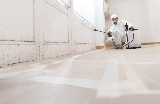 24/7 Emergency Basement Mold Removal experts in Baldwin, GA