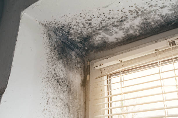 Affordable Basement Mold Removal solutions in Baldwin, GA